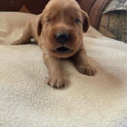 Marley - Golden female Golden Retriever puppy in Wellington, Colorado from High Country Golden Retrievers