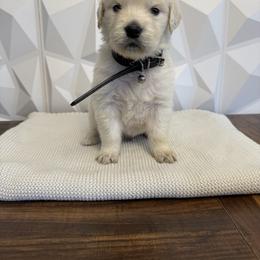 Black collar - Light golden male Golden Retriever puppy in Radcliff, Kentucky from It’s A Golden Life