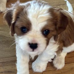 Cavalier King Charles Spaniel Puppies from Crosby's Cavaliers