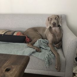 Weimaraner All Grown Up from Firemark Weimaraners