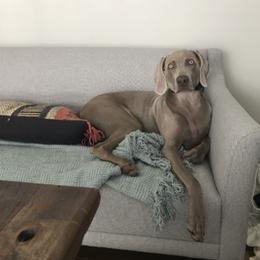 Weimaraner All Grown Up from Firemark Weimaraners