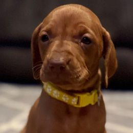 Girl 3 - Golden rust female Vizsla puppy in Windsor, Maine from Pleasant Ridge