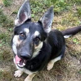 Baby - German Shepherd