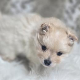 Pomeranian puppies from Abby's Pampered Pooches