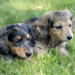 Dachshunds from Von Loos Dachshunds