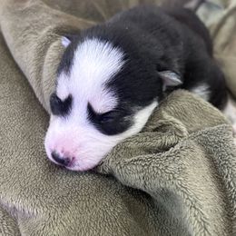 Topaz - Black and white male Pomsky puppy in Troy, Montana from Sun-Kissed Mountain Homestead