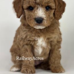 Dax - Red  male Goldendoodle puppy in Milford, Indiana from Railway Acres Kennel