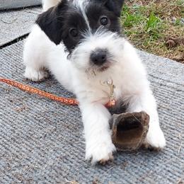 Australian Cattle Dog and Russell Terrier All Grown Up from Karson Russell Terriers & Mystic DK Australian Cattle Dogs