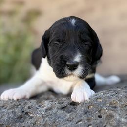 Coach - Black male Goldendoodle puppy in Twin Falls, Idaho from Magic Valley Family Doodles