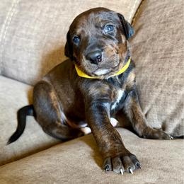 Indy - Brindle male Catahoula Leopard Dog puppy in Peyton, Colorado from Gunslinger Catahoulas