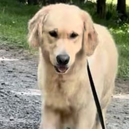 Zam - Golden Retriever