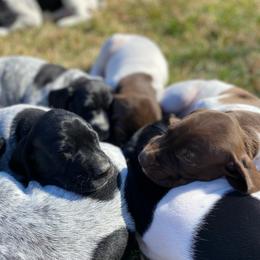 German Shorthaired Pointer puppies from Thunder Mountain Gun Dogs