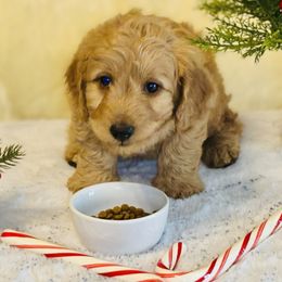 Winchester (blue collar) - Apricot male Saint Berdoodle puppy in Swartz Creek, Michigan from Whisky Paws Saint Berdoodles and Poodle Pups