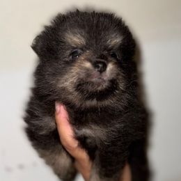 Jack - Black and tan male Pomeranian puppy in Willow Spring, North Carolina from GTBBF Pomeranians
