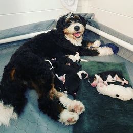 Bernedoodle Puppies from Golden Coast Bernedoodles
