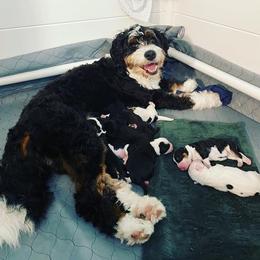 Bernedoodle Puppies from Golden Coast Bernedoodles