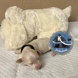 Doc - Cream male Dachshund puppy in Clearlake Oaks, California from K’s Homestead