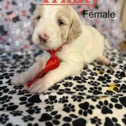 Girl 1 - female Double Doodle puppy in Mineola, Texas from ETX Dandy Doodle