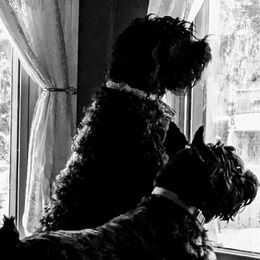 Giant Schnauzers from Tseekhah (Complete Darkness) Kennel