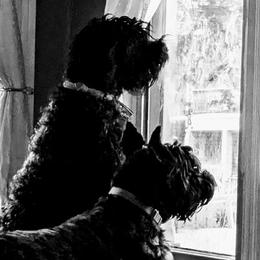 Giant Schnauzers from Tseekhah (Complete Darkness) Kennel