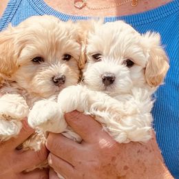 Bernedoodles and Havapoos from Precious Paws and Purrs