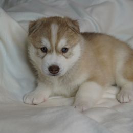 Easton - Red and white Siberian Husky puppy in Wiscasset, Maine from Running with Huskies