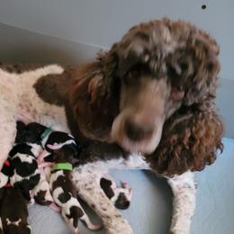 Annie - Poodle