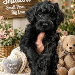 Boy 2 - male Goldendoodle puppy in Aurora, Illinois from Chicago Goldendoodles