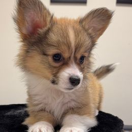 Fluffy, natural long tail - Pembroke Welsh Corgi puppy from Cooler Farms Corgis