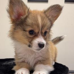 Fluffy, natural long tail - Pembroke Welsh Corgi puppy from Cooler Farms Corgis