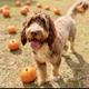 Cooper