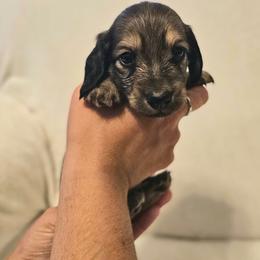 Wallen - Cream male Dachshund puppy in Ohio from Brooke's Darling Dachshunds