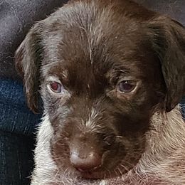 Clue - Liver and white German Wirehaired Pointer puppy in Wellston, Ohio from Blue Line GWPs
