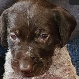 Clue - Liver and white German Wirehaired Pointer puppy in Wellston, Ohio from Blue Line GWPs