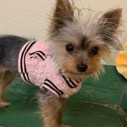 Yorkshire Terriers from Marsha's Yorkies