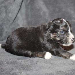 Vinny - Black tri-color male Aussiedoodle puppy in Loretto, Tennessee from K Kountry Farm
