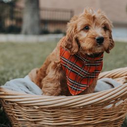 Bernedoodle and Goldendoodle Puppies from Doodles of North Tx