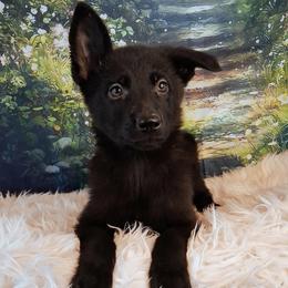 Purple - Black female German Shepherd puppy in Holden, Missouri from Shiloh's Shepherds & Ridgebacks