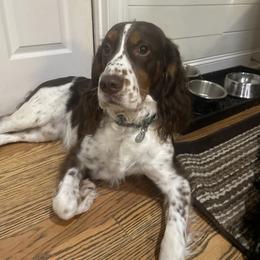 English Springer Spaniel All Grown Up from Sugar Creek Springer Spaniels