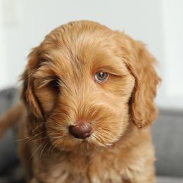 Ray - Caramel male Australian Labradoodle puppy in Williamstown, New York from Lewis Manor Labradoodles