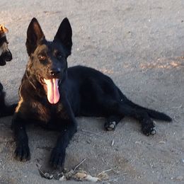Saban - German Shepherd