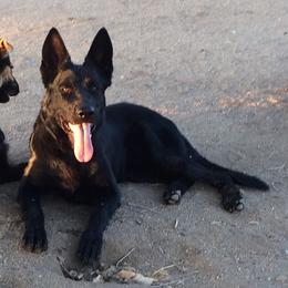 Saban - German Shepherd