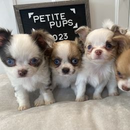 Chihuahua Puppies from Petite Pups