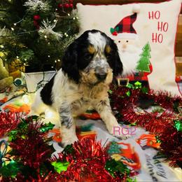 RG2 - Tri-Roan female English Springer Spaniel puppy in Britton, South Dakota from K&S Canines