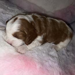 Daisy - Blenheim female Cavapoo puppy in Ridgeville, South Carolina from Cavapoo Love Bugs