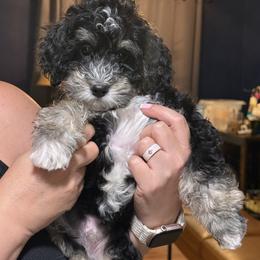 Bernedoodle and Goldendoodle Puppies from Donnas Deluxe Doodles LLC