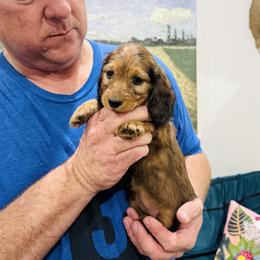 Lori (wearing blue collar) - Cream female Dachshund puppy in Altus, Oklahoma from Johnson Prairie Pups