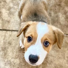 Sarge - Red male Pembroke Welsh Corgi puppy in Phoenix, Arizona from Anthem AZ Corgis