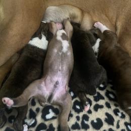 Boxer Puppies from Reynolds Homestead Boxers