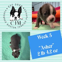 Asher - Blue male Boston Terrier puppy in Jupiter, Florida from CJM Boston and Boxer Puppies